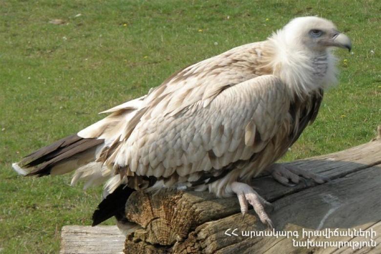 Img default alt hy