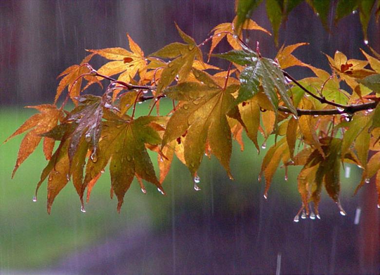 Img default alt hy