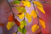 Img default alt hy