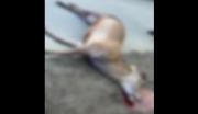 Img default alt hy