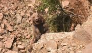 Img default alt hy
