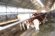 Img default alt hy