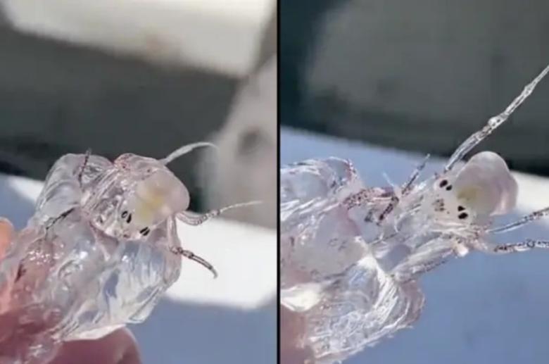 Img default alt hy