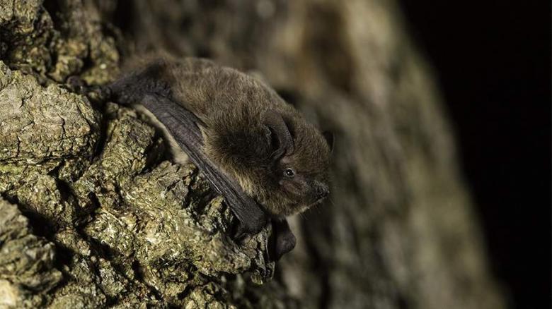 Img default alt hy