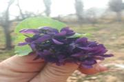 Img default alt hy